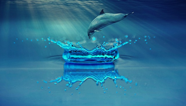 skok delfína